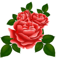 magnifique Rose aquarelle peinte à la main isolé sur blanc Contexte. png