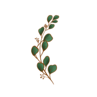 akvarell eukalyptus blad png