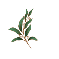 Watercolor eucalyptus leaves png