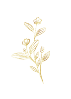 Golden eucalyptus leaf art line png