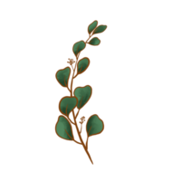 folhas de eucalipto em aquarela png