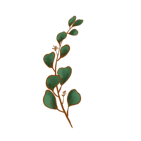 akvarell eukalyptus blad png