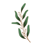 akvarell eukalyptus blad png