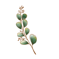 akvarell eukalyptus blad png