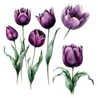 Bouquet of flowers on an isolated white background. Watercolor illustrations. Purple tulips vector