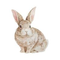 Watercolor illustration of a cute fluffy grey rabbit in a white background vector