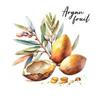 Branch of the argan tree, can be used as a design element for the decoration of cosmetic or food products using argan oil. Hand-drawn watercolor sketch vector