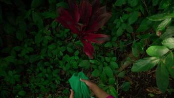 asiático mujer poner el verde bufanda en el suelo Entre el verde hojas antes de el ritual comienza en frente de el grande árbol video