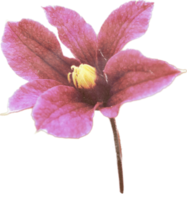 realistisk årgång blomma. blommig botanisk tryckbar estetisk element. Skära ut scrapbooking klistermärken för bröllop inbjudningar, anteckningsböcker, tidskrifter, hälsning kort, omslag papper, och digital anteckningsbok png