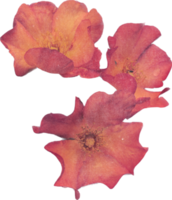 roze realistisch wijnoogst roos bloem. bloemen botanisch afdrukbare esthetisch elementen. uitknippen scrapbooking stickers voor bruiloft uitnodigingen, notitieboekjes, tijdschriften, groet kaarten, omhulsel papier png