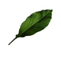 Green leaf for texture png