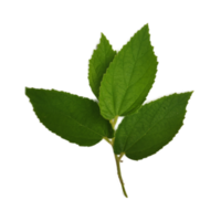 groen blad element PNG
