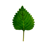 Green leaf png