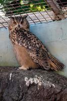 Beautiful owl close up photo