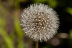 Macro flowering dandelion photo