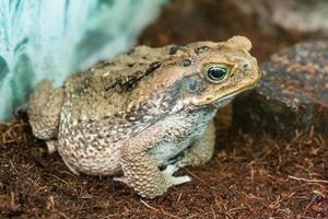 Toad Aga close-up macro photo