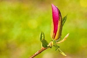 Macro Magnolia bud covered with drops photo