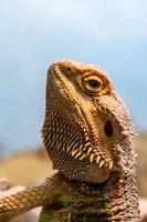 hermosa lagartija barbado Agama, pogona vitticeps foto