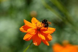 Orange, yellow field flower with a bee photo