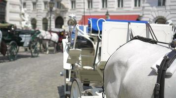 Traditional horse coach Fiaker in Vienna Austria video