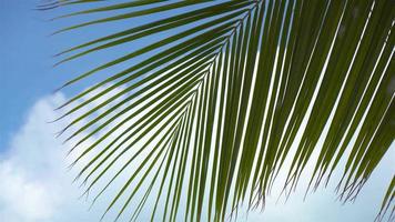 Lines and textures of green palm leaves video