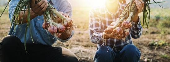 Asian woman and man farmer working together in organic hydroponic salad vegetable farm. using tablet inspect quality of lettuce in greenhouse garden. Smart farming photo