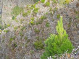 the island of madeira photo