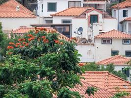 funchal y el isla de madeira foto