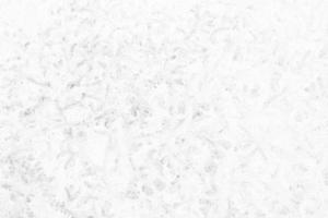 White Leaves Plant in Fossil Style on Concrete Wall Texture Background. photo