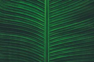 Tropical Banana Leaves Texture in Dark Contrast Background. photo