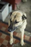 Portrait of dog. Pet reaches up. Muzzle of dog. photo