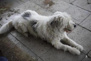 Dog with white coat. Pet guards door. photo