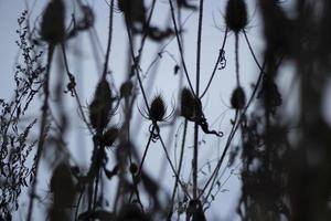 Dry plants. Black spines. Thorny stems. photo