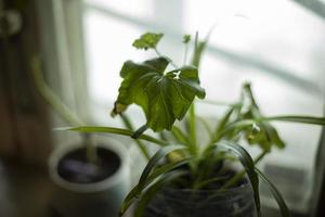 Plant on window. Greenery at home. House plant. photo
