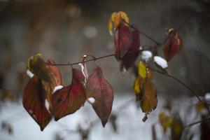 hojas en la nieve. últimas hojas en otoño. plantas en invierno. foto