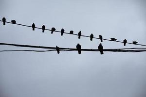 Pigeons on wires. Silhouettes of birds against sky. Pigeons sit on wire in group. photo