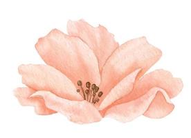 Watercolor Rose Flower in pastel pink and peach colors. Hand drawn floral illustration on isolated background for greeting cards or wedding invitations. Botanical drawing in vintage style vector