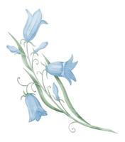 Bell Flower watercolor illustration. Hand drawn botanical drawing of blue Campanula on isolated background. Sketch of blooming wild plant in pastel colors for greeting cards or wedding invitations vector