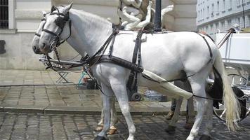 Traditional horse coach Fiaker in Vienna Austria video