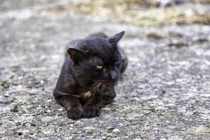 Abandoned black cat on the street photo