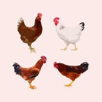 Chicken icon. Chicken icon art. Chicken icon Eps8,Eps10 Chicken icon Image. Chicken icon logo vector