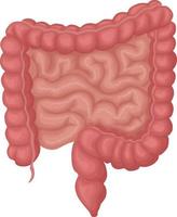 el humano intestino. el anatomía de el humano intestino. el interno Organo de un persona. vector ilustración aislado en un blanco antecedentes
