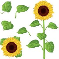 Sunflower. Image of a sunflower. The stem and flower of a sunflower with green leaves. Vector illustration isolated on a white background