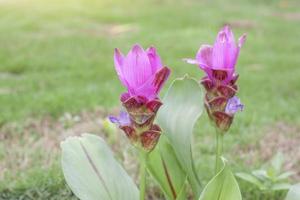 Beautiful Pink Siam Tulip bloom in the garden with sunlight on blur nature background. photo