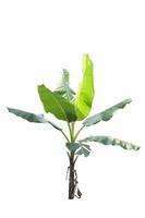 Banana tree isolated on white background included clipping path. photo