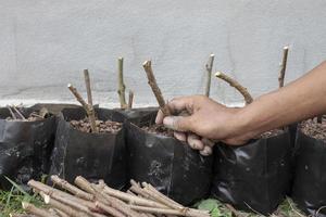 Farmers stem cutting in black plastic bags to be cultivated. photo