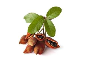 Sterculia monosperma or chestnuts with leaf of Thailand isolated on white background. photo