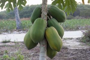 Papaya tree with ripe fruits in the garden. photo