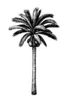 Hand drawn vector illustration of date palm tree. Ink sketch isolated on white background. Retro style.