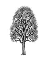 Ink sketch of Maple without leaves. Winter tree. Hand drawn vector illustration isolated on white background. Retro style.